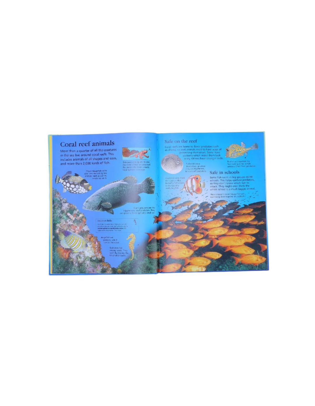 Zubaida's Book: 100 Things to Know About the Oceans - Zubaidas Official™